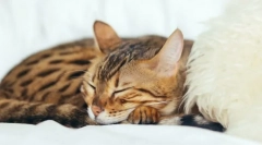 Prečo mačky spia?