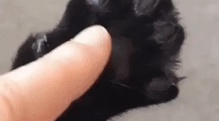 Prečo mačky pazúr?