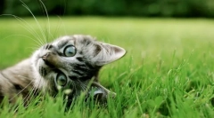 Prečo mačky valcované nohy: 8 odpovedí na jednu jednoduchú otázku