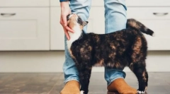 Prečo mačky trieť o nohách?