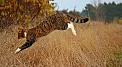 Prečo mačky opustia domov?