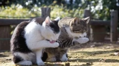 Prečo mačky umyjú mačky, ale nie sú tam žiadny psi