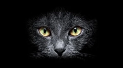 Prečo mačky vidia v tme