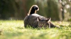 Prečo mačky želajú chvostu?