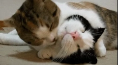 Prečo sa mačky líšia?