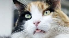 Prečo mačky dávajú jazyk?