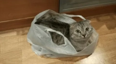 Prečo mačka olizuje polyetylénové balíky a ako ho odvrátiť z tohto zvyku