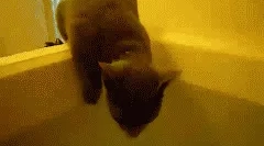 Prečo mačky nemajú radi vodu?