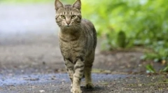 Prečo mačky neberú root v dome: príčiny a príznaky