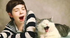 Prečo mačky zívajú