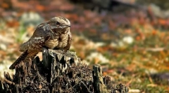 Prečo koza nosí taký názov?