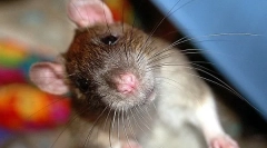 Prečo potkan kleje, klikne a vrství zuby