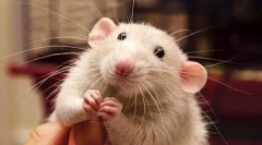 Prečo sa potkan usmieva a smiech