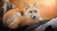 Prečo je líška zvážiť mazanie?