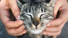 Prečo ľudia milujú mačky?