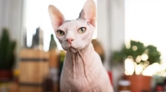 Prečo ľudia nemajú radi mačky?