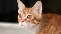 Prečo mačka leží?