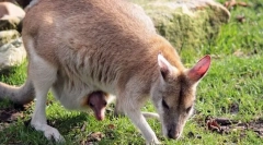 Prečo sú cicavce tzv?