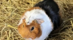 Prečo sa morča nazývali morča