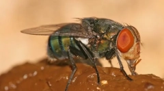 Prečo letí ako hnoj?