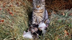 Prečo cat murchat: mystery mysteries fumerfy domáce zvieratá