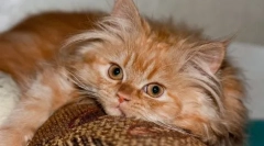 Prečo milujeme mačky - odborný názor