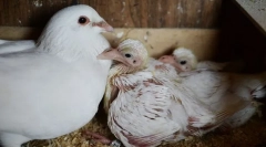 Prečo nikdy nevidíme holuby mláďatá. Skrývajú ich?