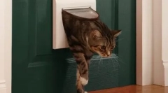 Prečo naše mačky nemajú radi zatvorené dvere?
