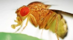 Prečo ovocie lietajúce tak láska genetiky?