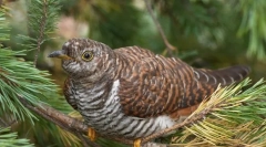 Prečo vtáky nemajú radi kukučku?