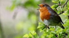 Prečo vtáky spievajú?