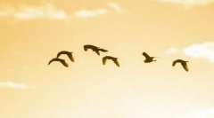 Prečo vtáky lietajú na juh?