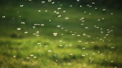 Prečo komáre pians?