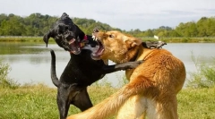 Prečo pes sa ponáhľa na iných psov?