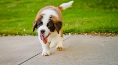 Prečo pes často dýcha?