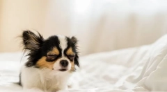 Prečo pes často sťahuje?