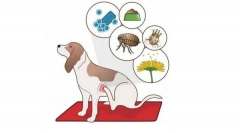 Prečo psí svrbenie?