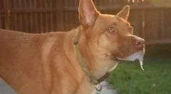 Prečo pes vytiahne svoje labky vo sne