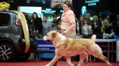 Prečo by mal pes ísť doľava majiteľa