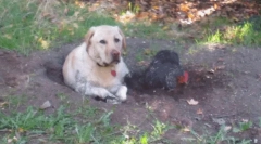 Prečo pes jedol pôdu