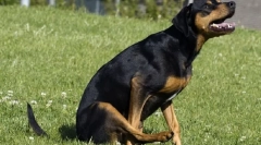 Prečo pes ide na pápež