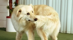 Prečo pes okije chvost?