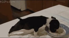 Prečo pes nejedený suché jedlo?