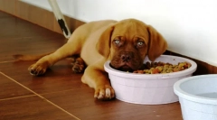 Prečo pes nejed?
