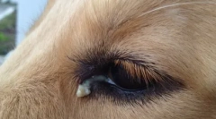 Prečo pes squints oči