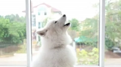 Prečo je to psie scloitsona a ako je to zo it