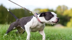 Prečo pes ťahá vodítko?