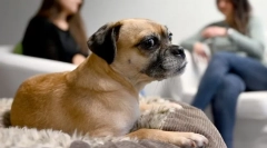 Prečo psa sa chriek