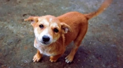 Prečo pes vezme chvost?