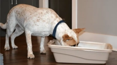 Prečo psi jedia excrement?